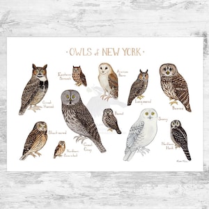 Impresión artística de la guía de campo de los New York Owls / Póster de aves rapaces en acuarela 19x13 (signed)