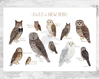 New York Owls Field Guide Art Print / Watercolor Birds of Prey Poster