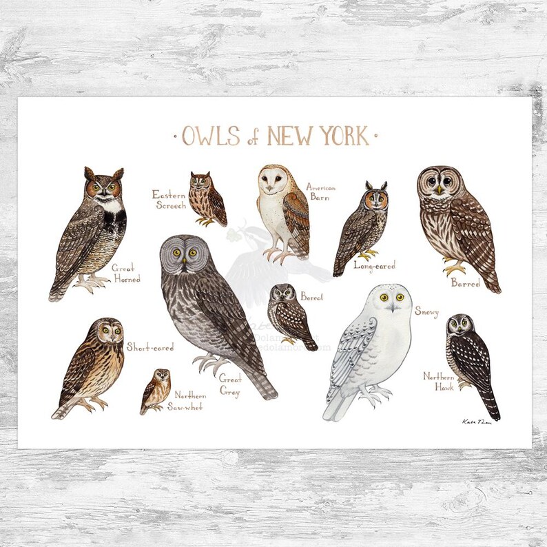 Impresión artística de la guía de campo de los New York Owls / Póster de aves rapaces en acuarela 19x13 (signed)
