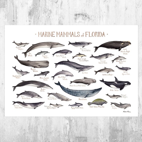 Florida Marine Mammals Field Guide Art Print / Ocean Animals - Etsy Florida Marine Mammals Field Guide Art Print / Ocean Animals - Etsy