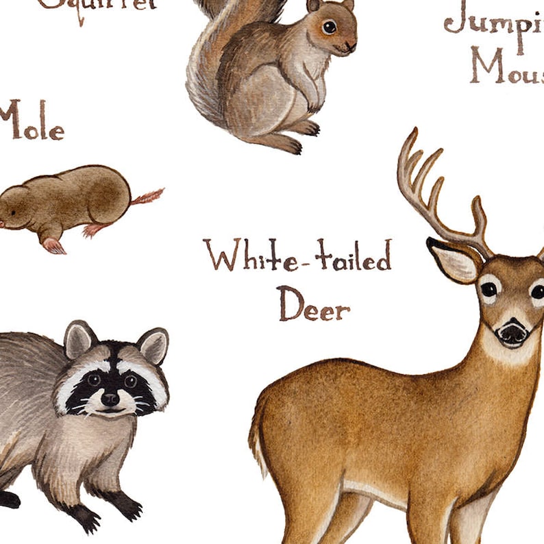 Ohio Mammals Field Guide Art Print / Animals of Ohio / | Etsy
