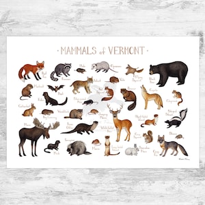 Impression d'art du guide des mammifères du Vermont / Animaux du Vermont / Peinture à l'aquarelle / Art mural / Impression de la nature / Poster de la faune