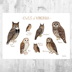 Virginia Owls Field Guide Art Print / Watercolor Painting / Wall Art / Nature Print / Birds of Prey Poster