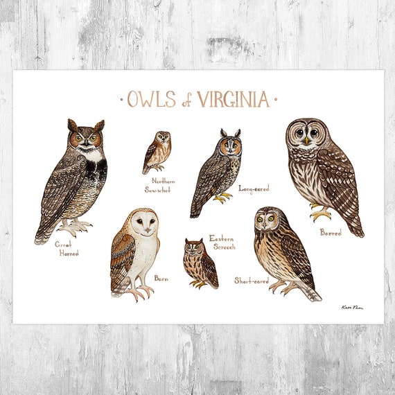 Virginia Owls Field Guide Art Print / Watercolor Painting / Etsy