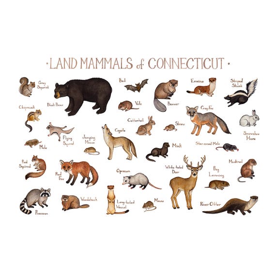 Land Animals Chart