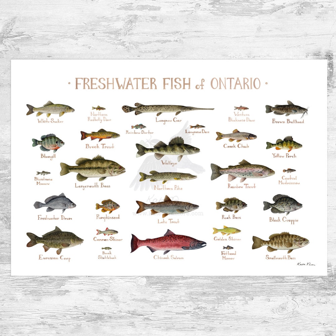 Ontario Freshwater Fish Field Guide Art Print / Fish Nature Study Poster -   Canada