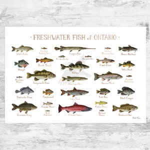 Ontario Freshwater Fish Field Guide Art Print / Canada Fish Nature Study Poster