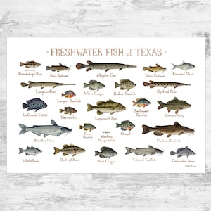 Impression d'art du guide de terrain sur les poissons d'eau douce du Texas / Poster d'étude de la nature des poissons
