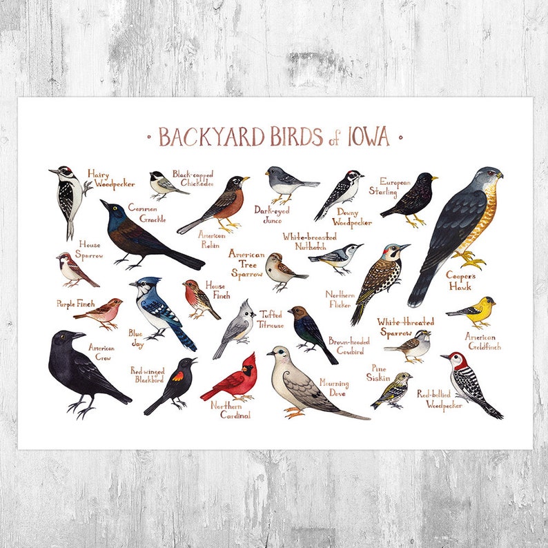 Iowa Backyard Birds Field Guide Art Print Watercolor Etsy Iowa Backyard Birds Field Guide Art Print Watercolor Etsy
