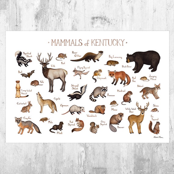 Kentucky Mammals Field Guide Art Print / Animals of Kentucky / Etsy