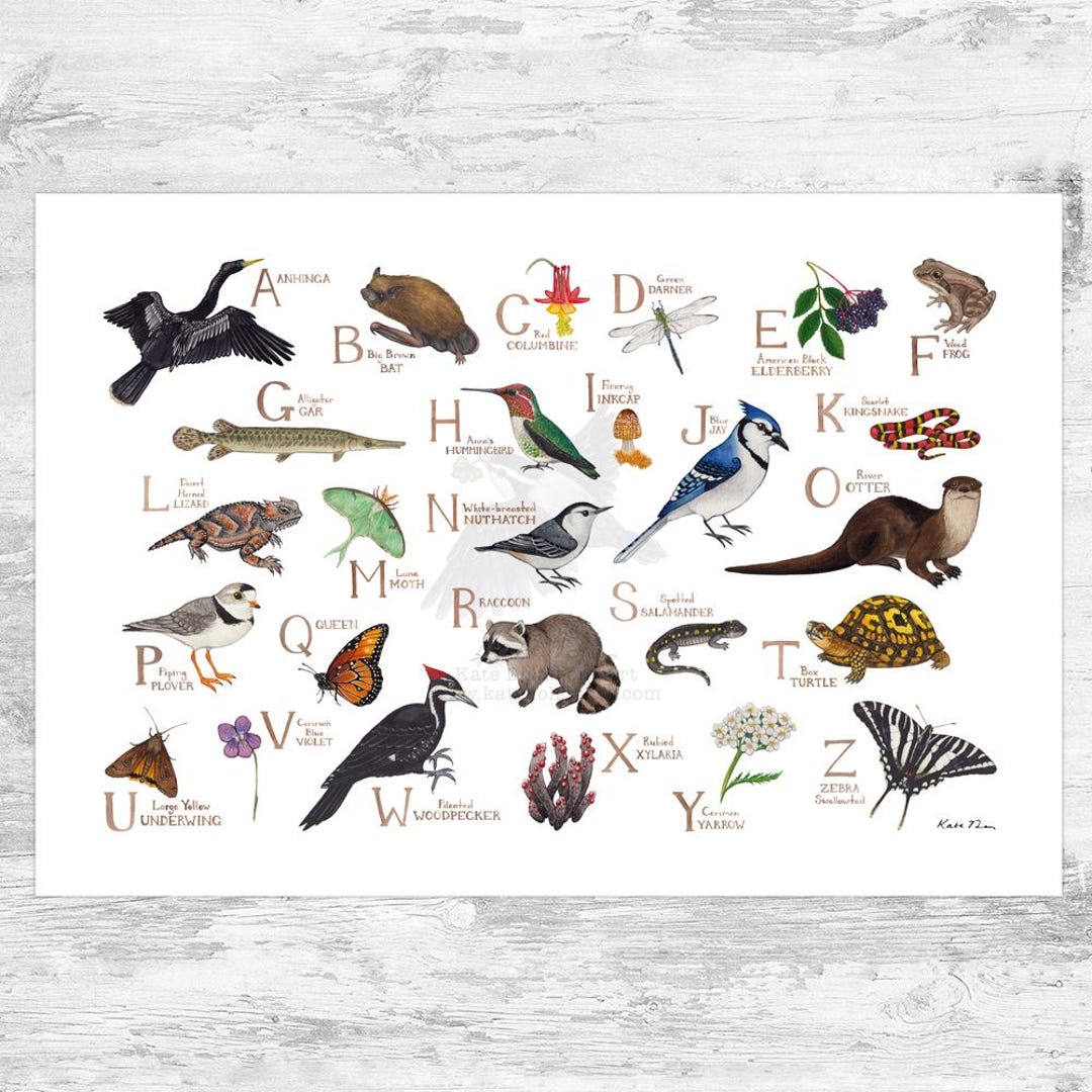 Nature Alphabet Chart Art Print / Wildlife of North America ABC - Etsy