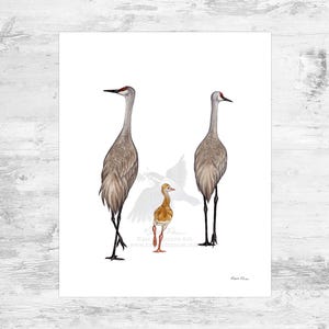 Sandhill Crane Family of 3 Signed Art Print / 8x10 Sandhill Crane Watercolor Painting Art Print