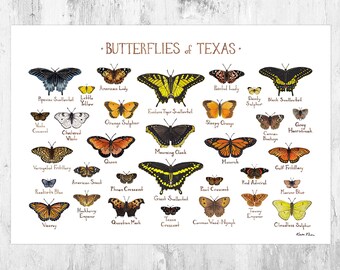 Texas Butterflies Field Guide Art Print / Butterfly Poster / Watercolor Painting / Wall Art / Nature Print