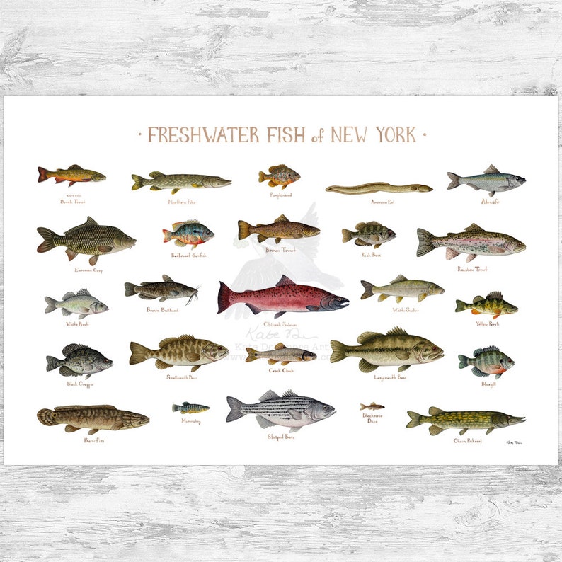 Impression d'art du guide de terrain sur les poissons d'eau douce de New York / Poster d'étude de la nature des poissons 36x24