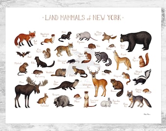 洋書 CLASSIC NATURAL HISTORY PRINTS MAMMALS 51vTzVtrUeL._AC_SY200_QL15_.jpg