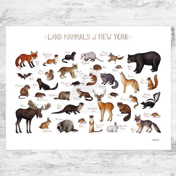 New York Land Mammals Field Guide Art Print / Animals of New