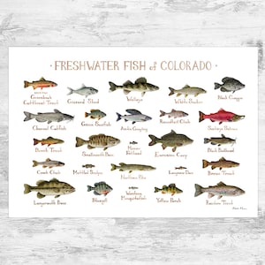 Colorado Süßwasserfische Field Guide Kunstdruck / Fisch Naturstudie Poster