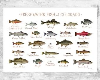 Colorado Freshwater Fish Field Guide Art Print / Fish Nature Study Poster