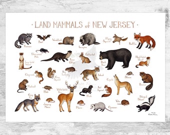 New Jersey Land Mammals Field Guide Art Print  / Animals of New Jersey / Watercolor Painting / Wall Art / Nature Print / Wildlife Poster