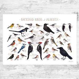 Alberta Backyard Birds Field Guide Art Print / Watercolor Painting / Wall Art / Nature Print / Bird Poster