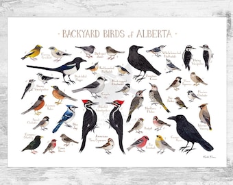 Guía de campo de aves de jardín de Alberta: impresión artística, acuarela, arte mural, impresión de naturaleza, póster de aves