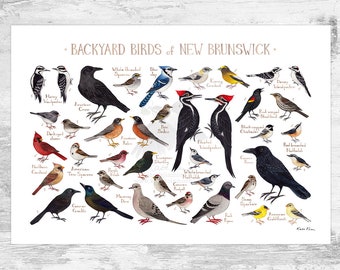 New Brunswick Backyard Birds Field Guide Art Print / Watercolor Painting / Wall Art / Nature Print / Bird Poster