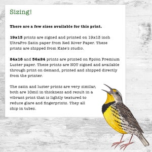 Indiana Backyard Birds Field Guide Art Print / Watercolor Painting Print / Birdwatching Wall Art / Nature Print / Bird Poster image 7