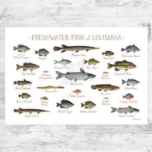 Impression d'art du guide de terrain sur les poissons d'eau douce de Louisiane / Poster d'étude de la nature des poissons