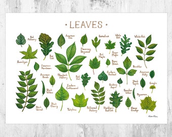 Leaves of North American Trees Field Guide Art Print  / Watercolor Painting / Wall Art / Nature Print / Tree Identification Poster