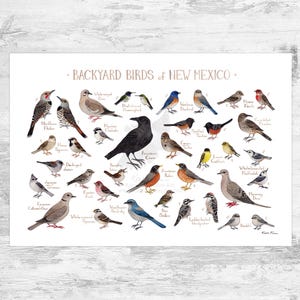 Guía de campo de aves de patio trasero de Nuevo México Impresión artística / Impresión de pintura de acuarela / Arte mural de observación de aves / Impresión de naturaleza / Póster de aves