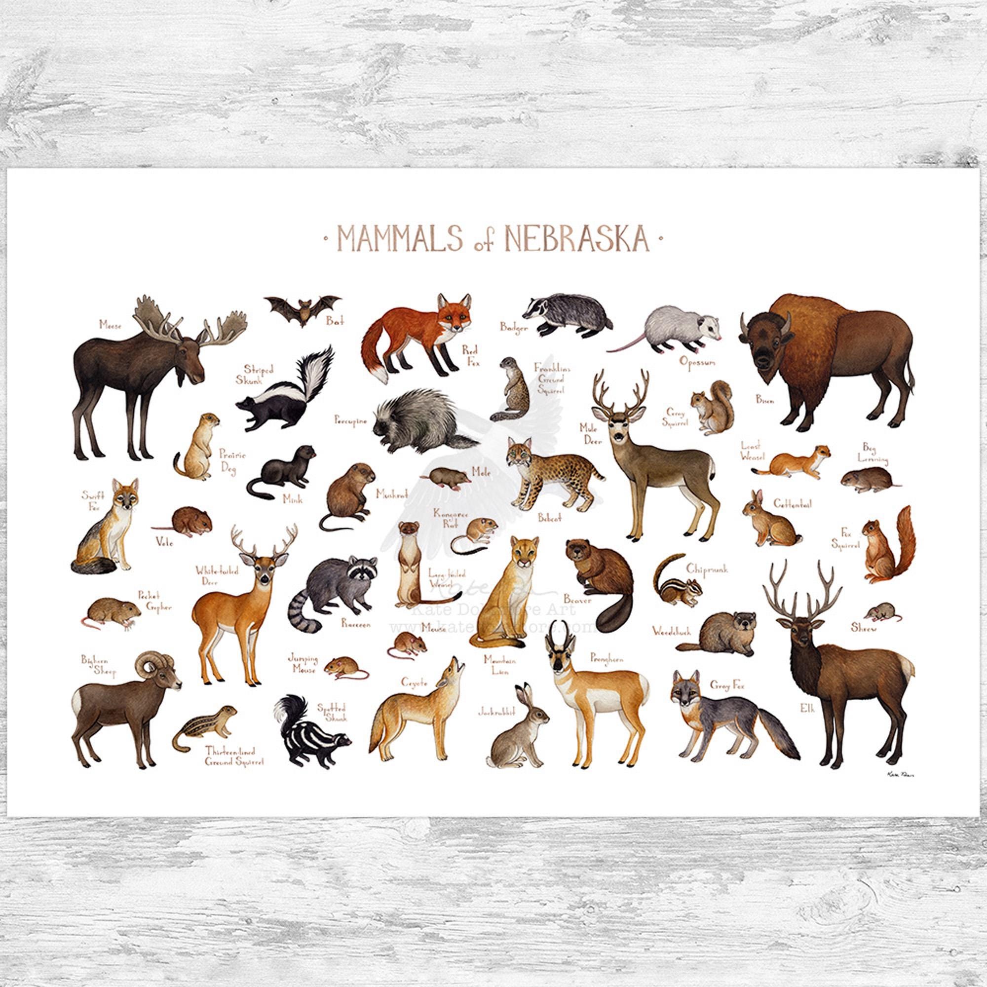 Animals of North America Cards - Montessori Print Shop Digital Download
