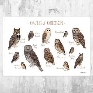 Oregon Owls Field Guide Art Print / Watercolor Painting / Wall Art / Nature Print / Birds of Prey Poster