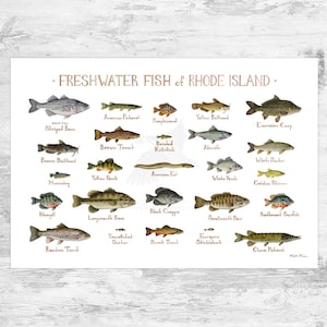 Rhode Island Freshwater Fish Field Guide Art Print / Fish Nature Study Poster