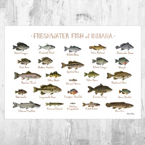 Vintage Freshwater Fish Chart, Freshwater Fish Poster, Fish Pull