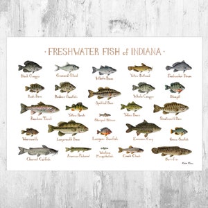 Indiana Freshwater Fish Field Guide Art Print / Fish Nature Study Poster