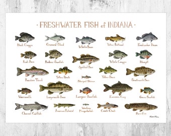 Indiana Freshwater Fish Field Guide Art Print / Fish Nature Study Poster