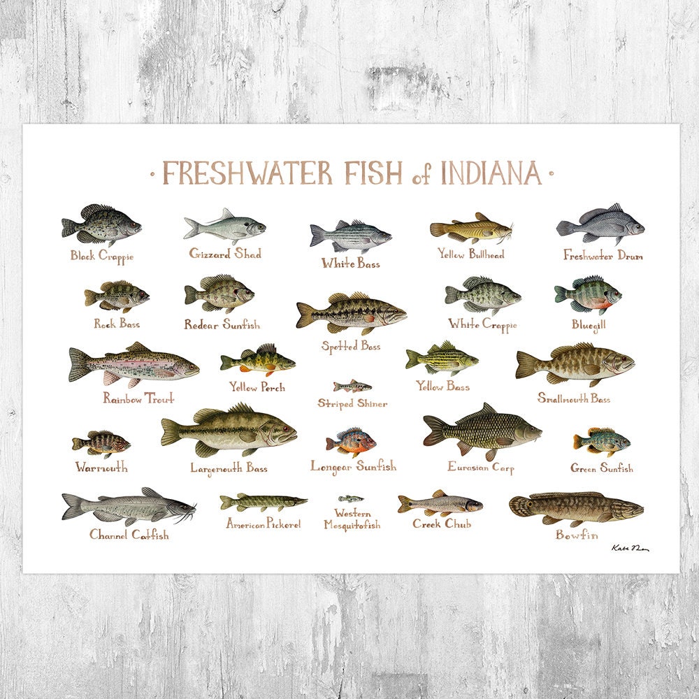 Indiana Freshwater Fish Field Guide Art Print / Fish Nature Study Poster -   Canada