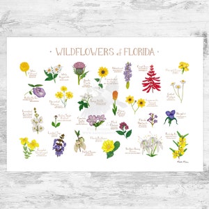 Impression d'art guide de terrain fleurs sauvages de Floride / Fleurs communes de Floride / Affiche de plantes indigènes de Floride