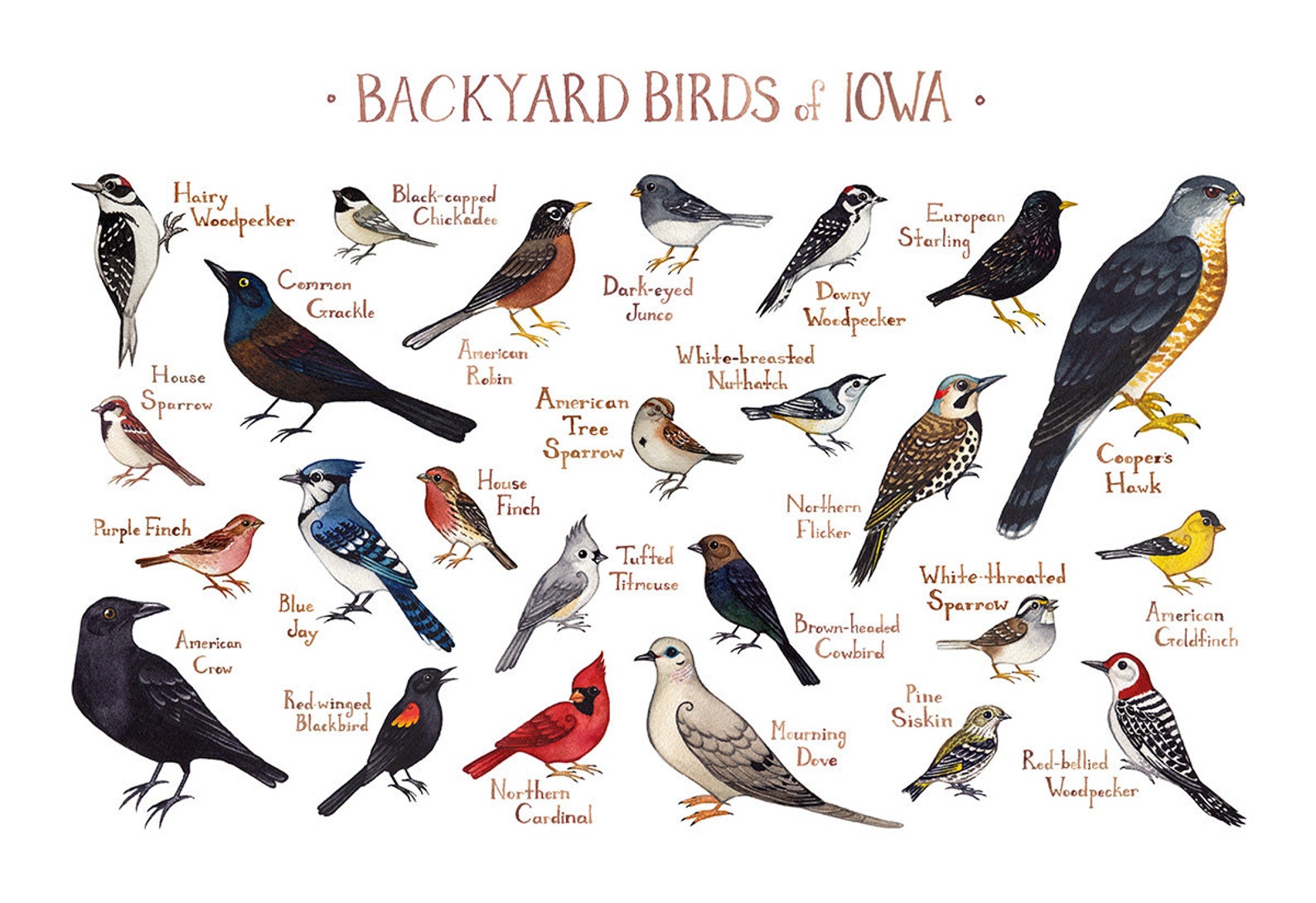 Iowa Backyard Birds Field Guide Art Print / Watercolor | Etsy