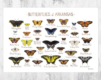 May include: A colorful chart featuring illustrations of 25 different butterflies found in Arkansas. The chart is titled "Butterflies of Arkansas" and includes the common name of each butterfly.