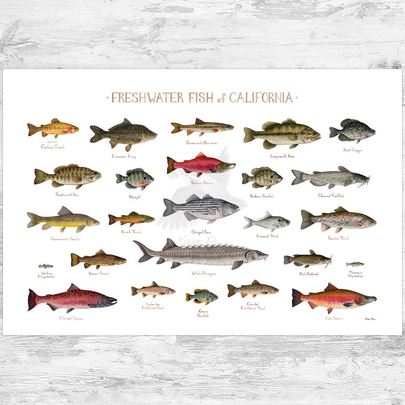 California Freshwater Fish Field Guide Art Print / Fish Nature Study Poster 36x24