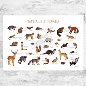 Indiana Mammals Field Guide Art Print  / Animals of Indiana / Watercolor Painting / Wall Art / Nature Print / Wildlife Poster