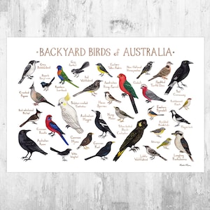 Impression d'art du guide de terrain des oiseaux d'arrière-cour d'Australie / Poster nature aquarelle