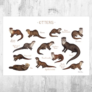 Otters of the World Field Guide Art Print  / Watercolor Painting / Wall Art / Nature Print / Wildlife Poster