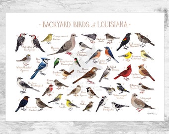 Louisiana Backyard Birds Field Guide Art Print / Watercolor Painting Print / Birdwatching Wall Art / Nature Print / Bird Poster