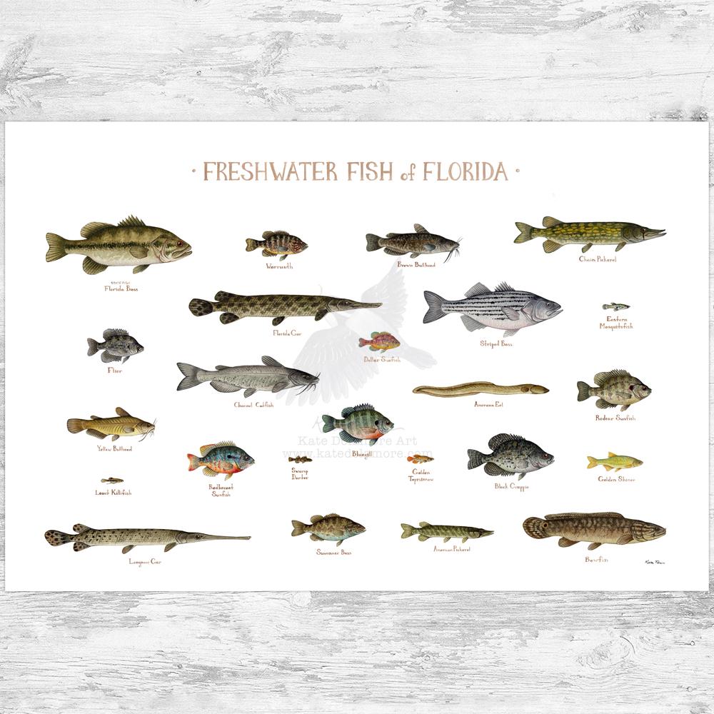 Petit atlas des poissons d'eau douce - Faune Sauvage