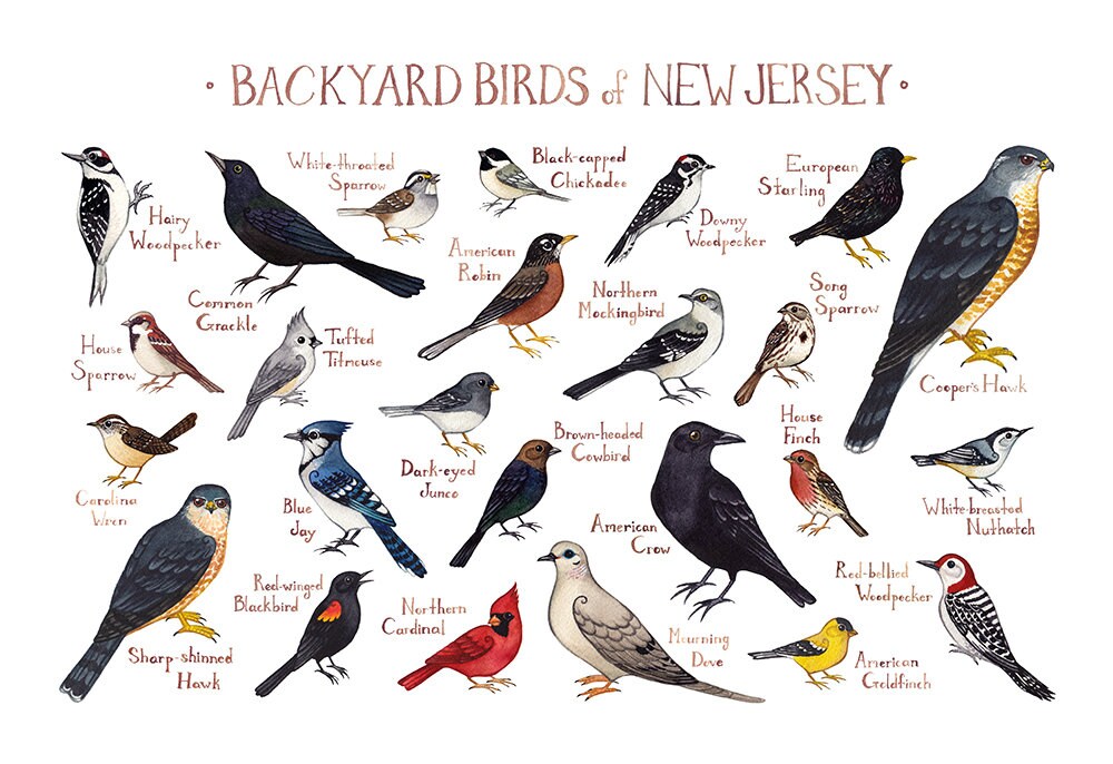 New Jersey Backyard Birds Field Guide Art Print / Watercolor | Etsy