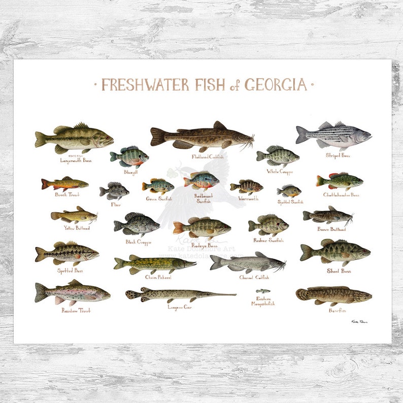 Georgia Freshwater Fish Field Guide Art Print / Fish Nature Study ...