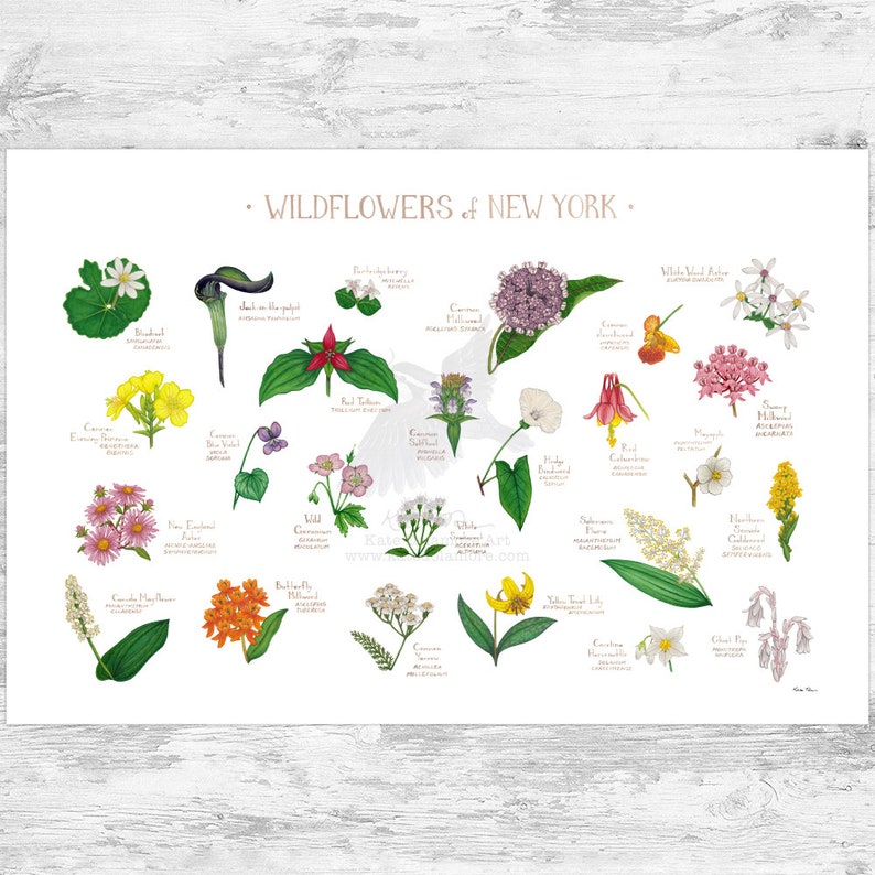 New York Wildflowers Field Guide Art Print / Common Flowers of New York / New York Native Plants Poster 36x24 inches