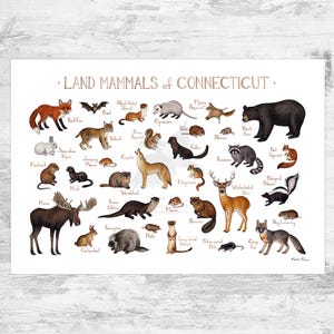 Impression d'art du Connecticut Land Mammifères Field Guide / Animaux du Connecticut / Aquarelle / Art mural / Impression de la nature / Poster animalier